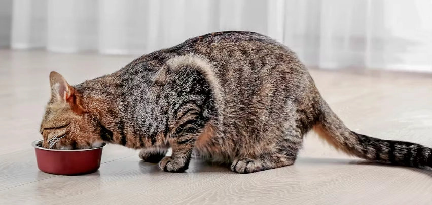 優格對貓的好處