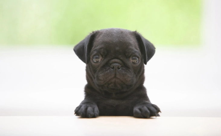 白花椰菜對狗狗的好處