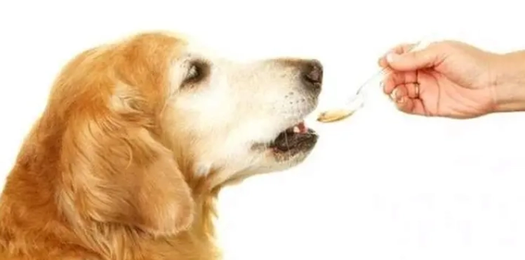 豌豆對狗狗的好處 豌豆對狗狗的好處