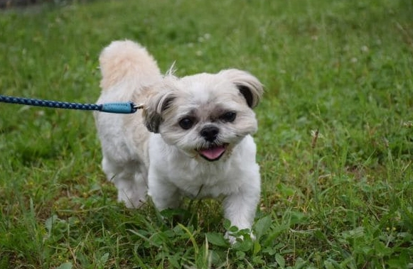 狗狗腳冰冷原因