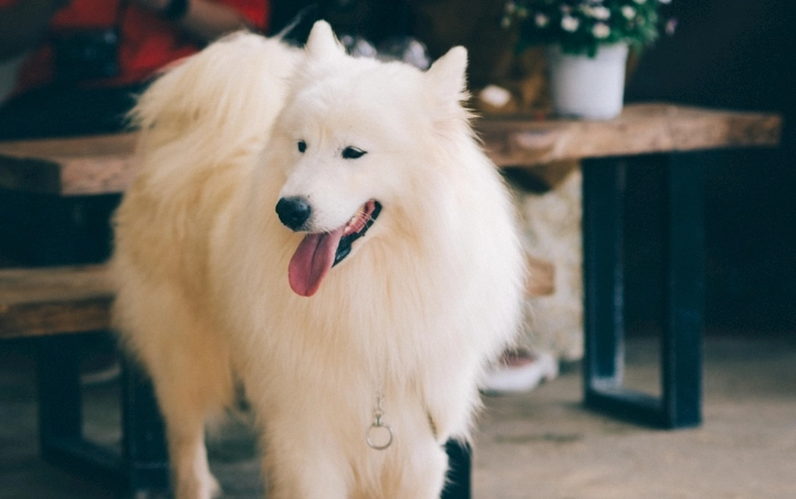 狗吃洋蔥中毒 狗吃洋蔥中毒