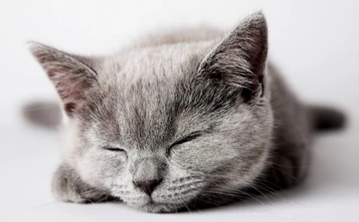 貓咪誤食人類食物