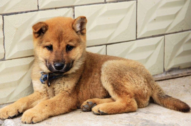 蘋果對狗腎臟的影響