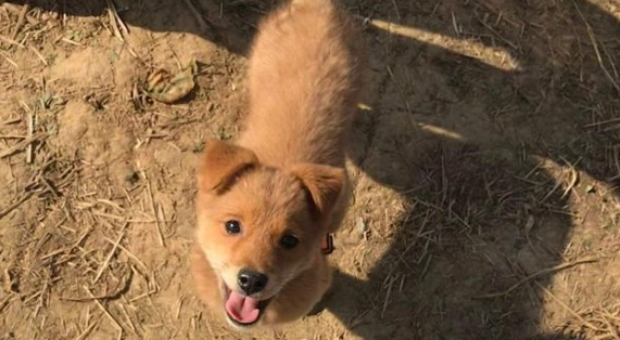 狗狗過敏怎麼辦