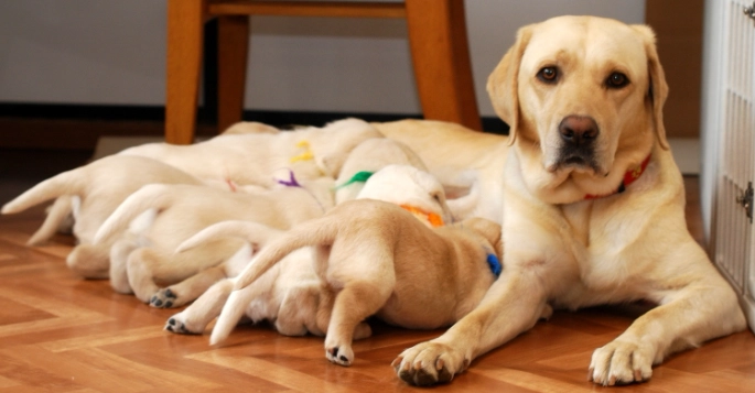 狗狗乱大便原因