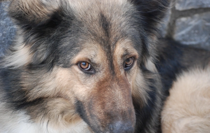 狗洋蔥致死劑量 狗洋蔥致死劑量