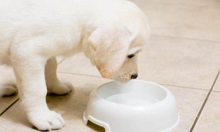 蜂蜜對狗的好處