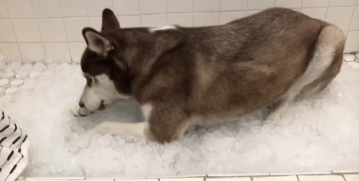 寵物冰塊注意事項