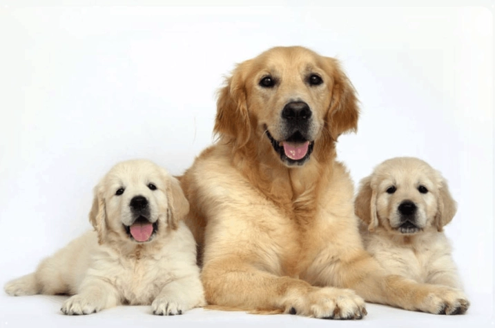 狗喝茶處理方法