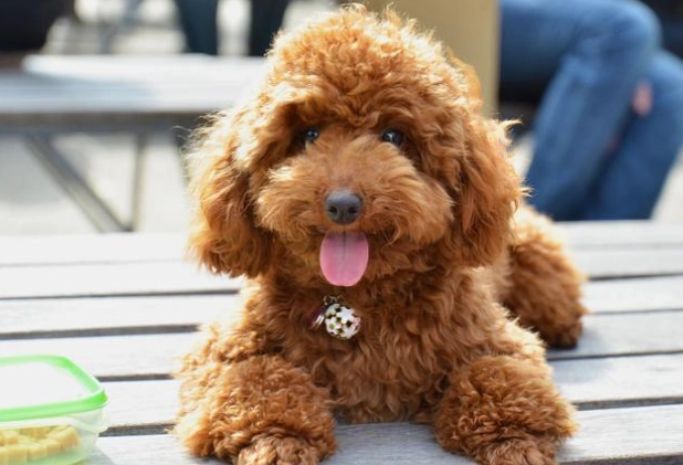 豬骨頭對狗的影響 豬骨頭對狗的影響