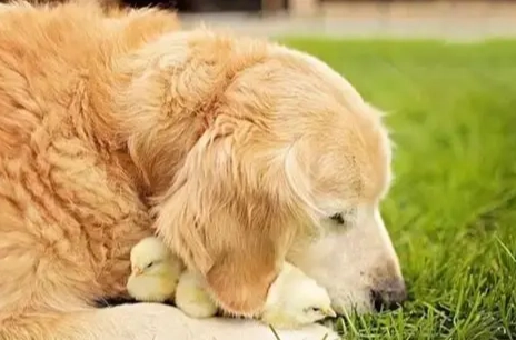 狗狗飲食蛋白質 狗狗飲食蛋白質