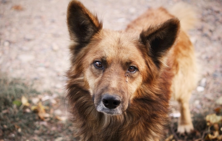 黑芝麻對狗的安全性
