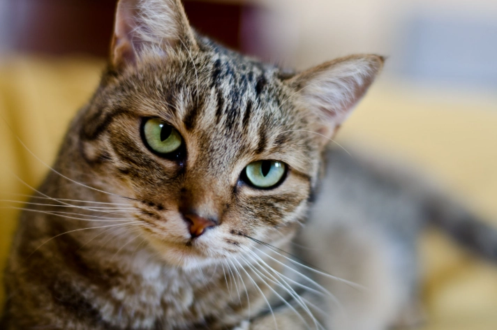 貓咪健康補充劑 貓咪健康補充劑