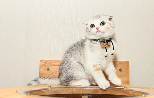 貓咪蝦頭安全 貓咪蝦頭安全