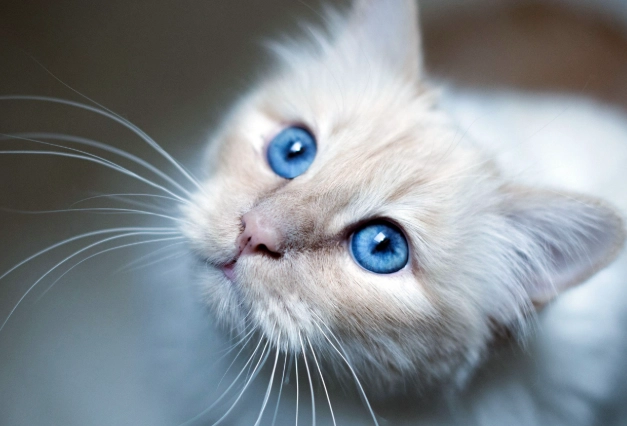 如何預防貓咪吃鹽