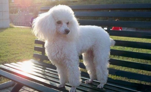 狗吃骨頭注意事項 狗吃骨頭注意事項