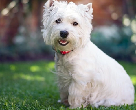 狗狗每天吃優格