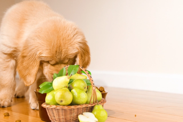 狗狗水果飲食安全 狗狗水果飲食安全