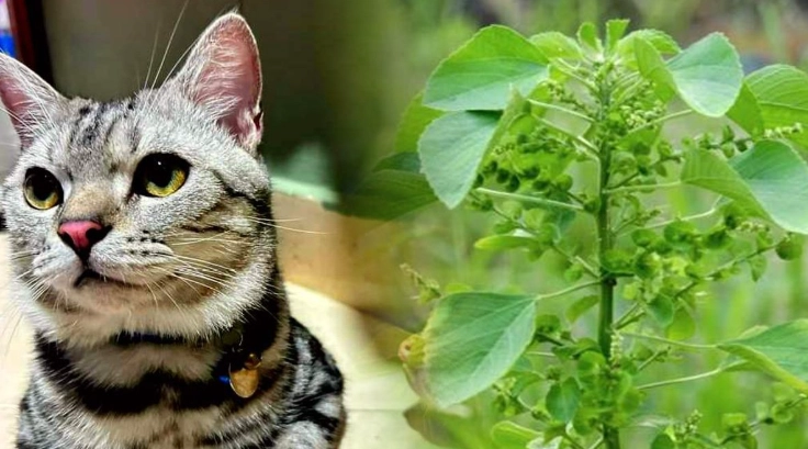 貓吃地瓜葉 貓吃地瓜葉