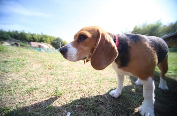 如何餵狗狗吃豆角
