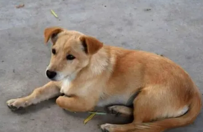 黃連對狗狗的影響