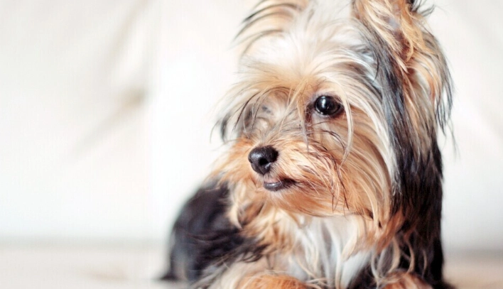 狗狗吃杏注意事项