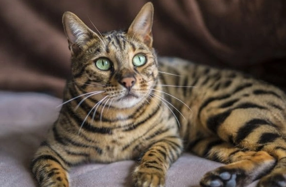 蝦米對貓的影響