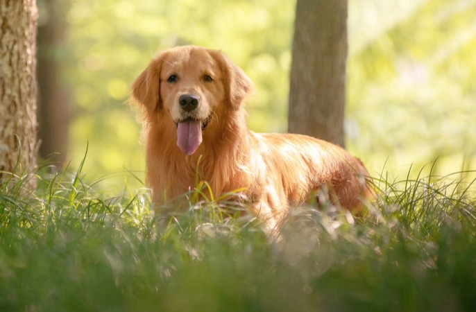 狗吃黄瓜注意事项