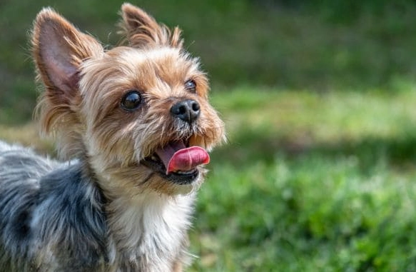 寵物中醫皮膚治療