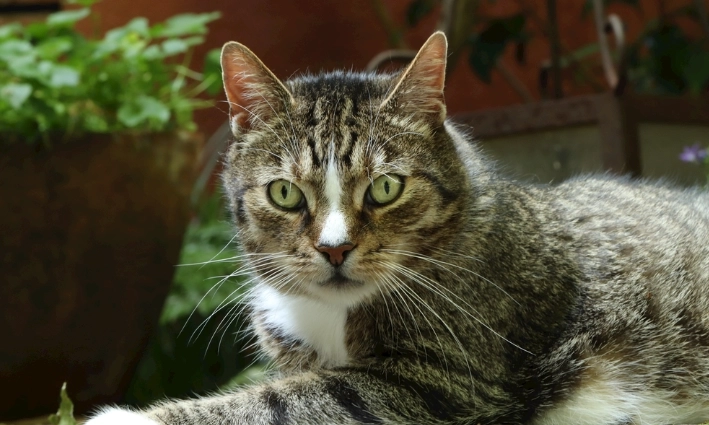 貓吃薑症狀 貓吃薑症狀