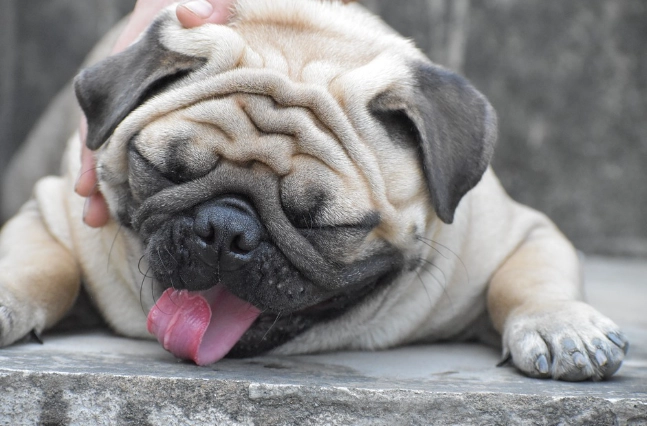 狗狗吃雞蛋好處