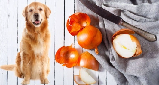 狗吃洋蔥症狀