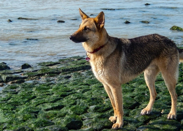 豆漿對狗的好處 豆漿對狗的好處