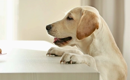 茼蒿對狗狗安全嗎