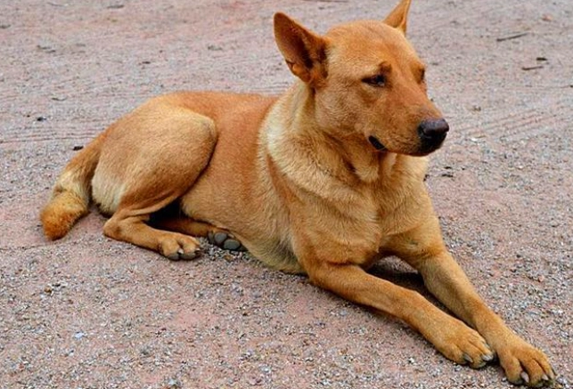 蘋果對狗腎臟的影響