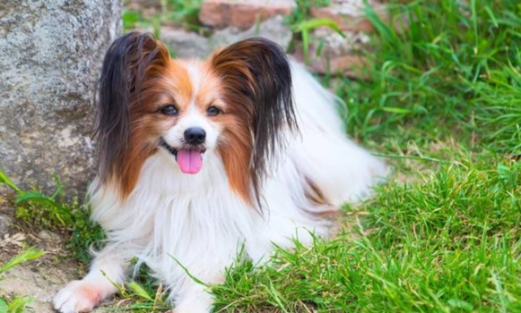 狗狗生食飲食 狗狗生食飲食