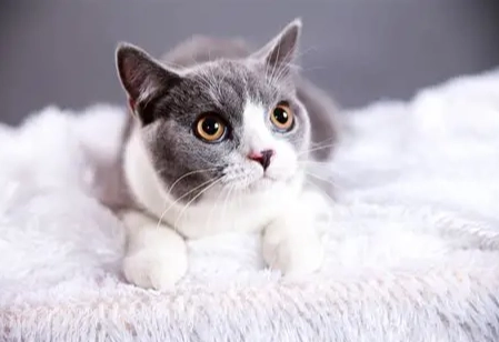 貓喜歡漂白水原因 貓喜歡漂白水原因