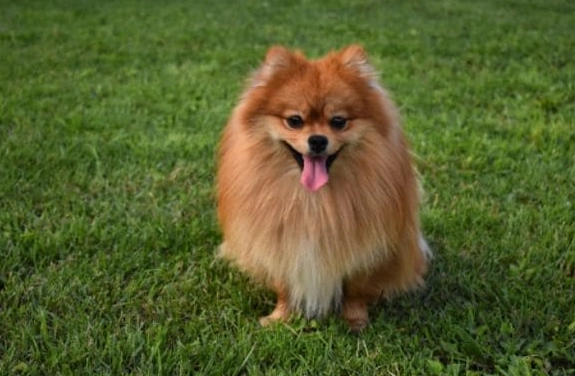 狗狗濕疹中藥療法