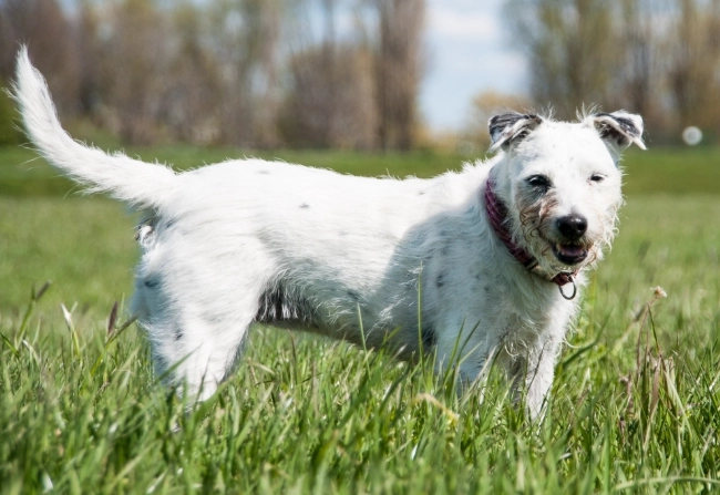 寵物酒精中毒預防