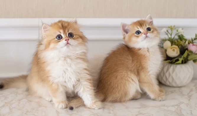 貓咪喝咖啡症狀