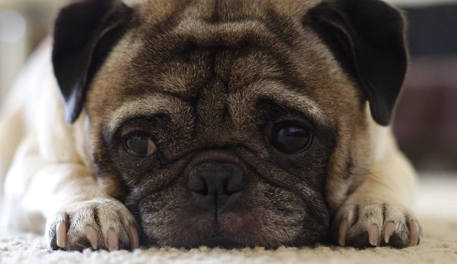 狗狗吃雞蛋好處