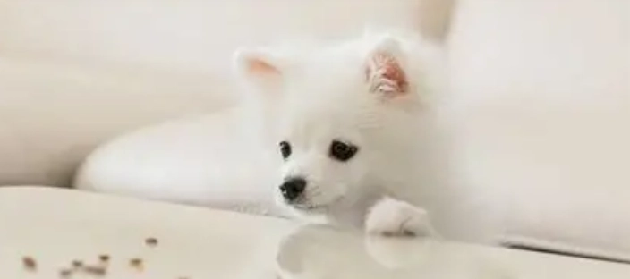 羊奶對狗過敏 羊奶對狗過敏