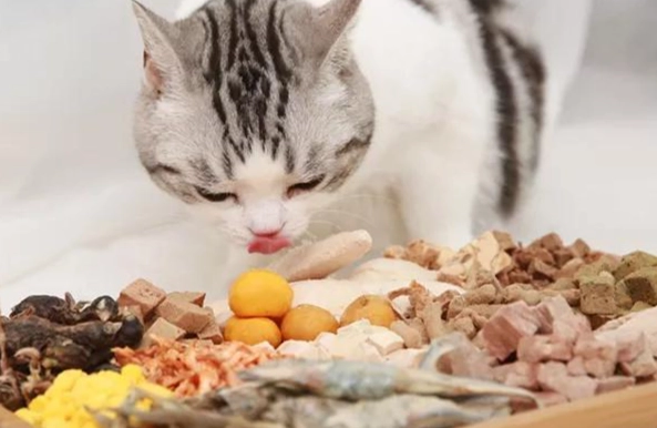 中藥貓咪保健 中藥貓咪保健