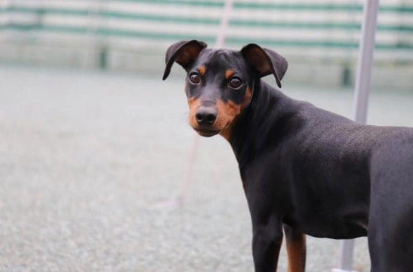 如何餵狗狗吃豆角