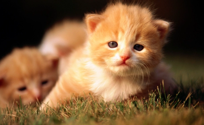 漂白水對貓的危害