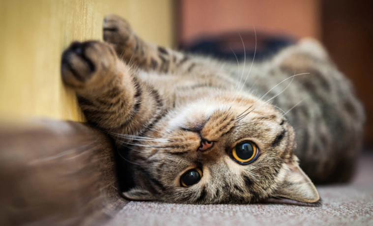 貓咪蜂蜜水好處