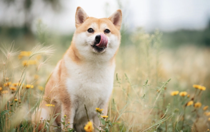 八仙果對狗的影響