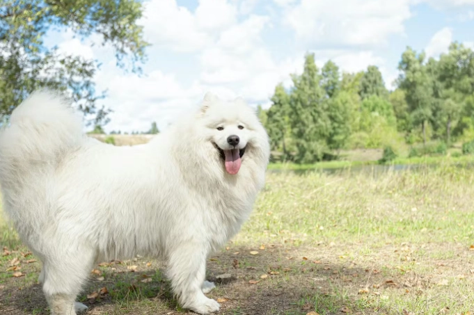 狗狗飲食安全 狗狗飲食安全