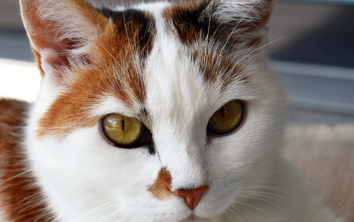 寵物急救處理 寵物急救處理