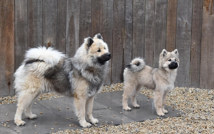 冰塊對狗的影響